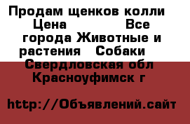 Продам щенков колли › Цена ­ 15 000 - Все города Животные и растения » Собаки   . Свердловская обл.,Красноуфимск г.